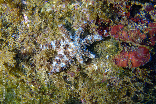 Blue Spiny Starfish  Coscinasterias tenuispina  in Mediterranean Sea