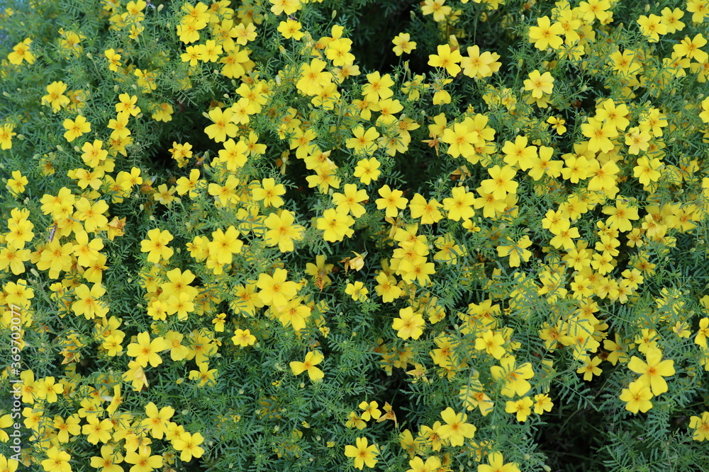 Obraz premium yellow flowers in a flower bed