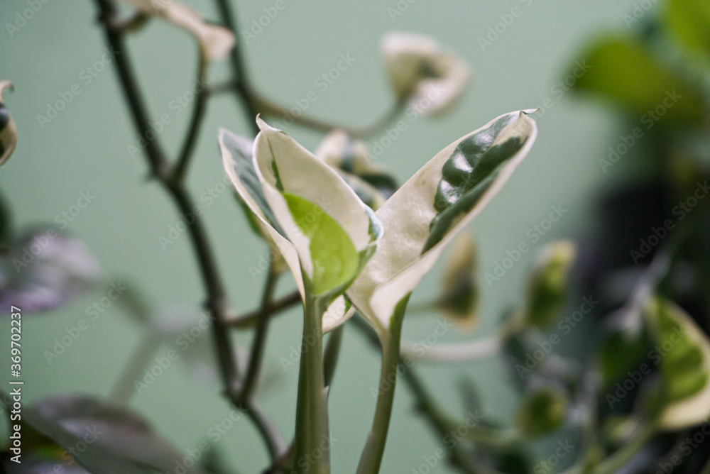 leaves with two colors white and green leaves with two colors white and green