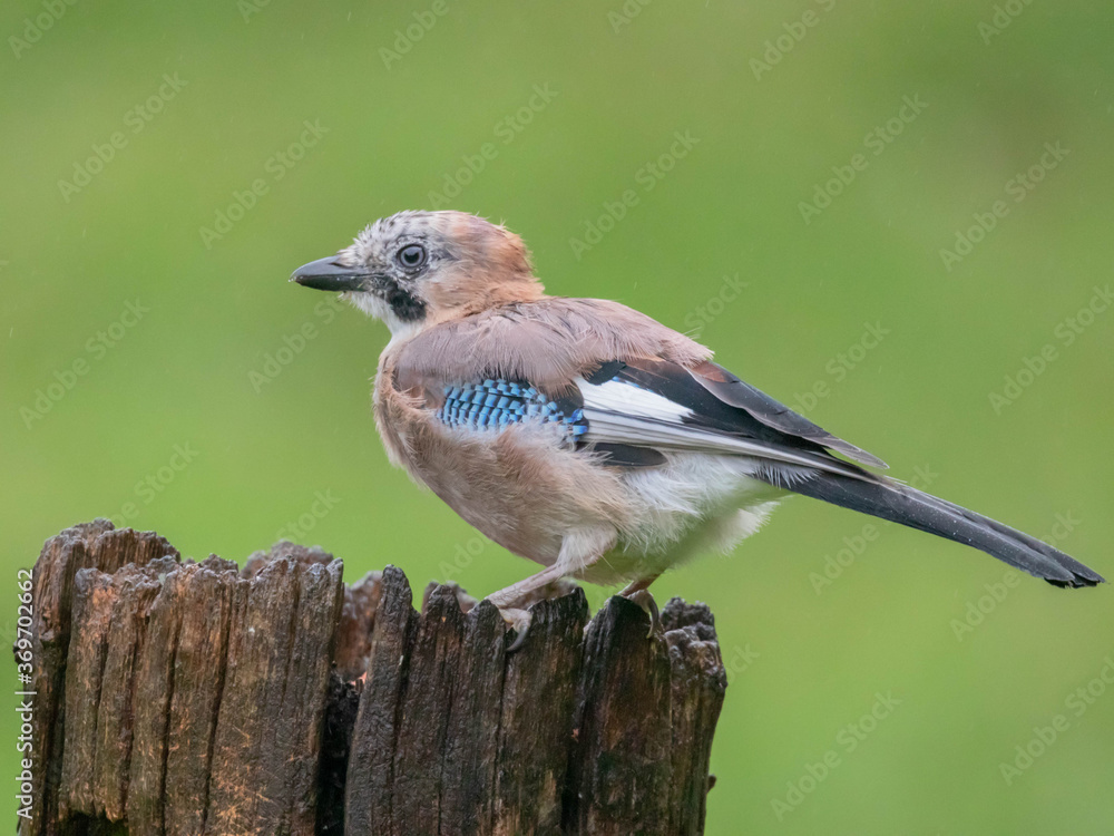 Obraz premium Eurasian Jay (Garrulus glandarius) Scotland, UK