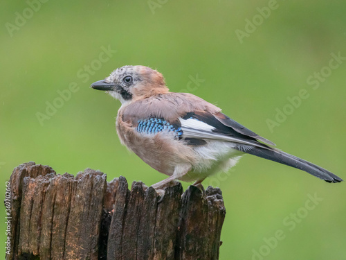 Eurasian Jay (Garrulus glandarius) Scotland, UK