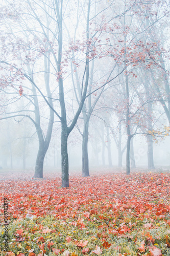 Foggy morning. Morning in the forest. Autumn forest.