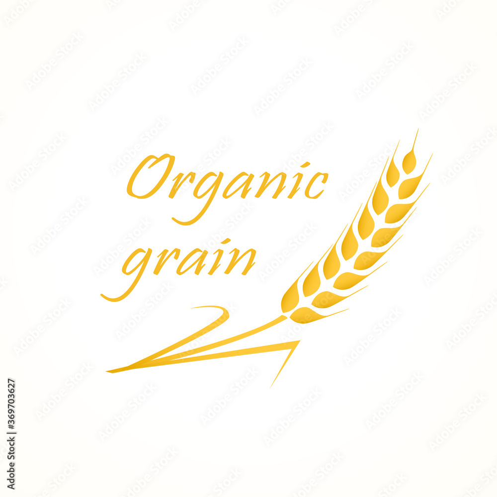 Wheat ears isolated on white background. Template vector icon design. Agriculture wheat logo