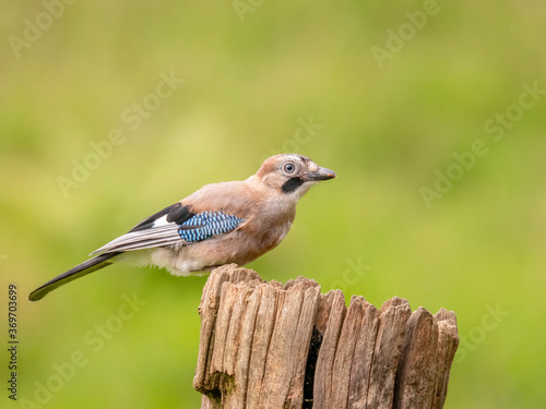 Eurasian Jay (Garrulus glandarius) Scotland, UK