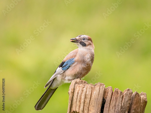 Eurasian Jay (Garrulus glandarius) Scotland, UK