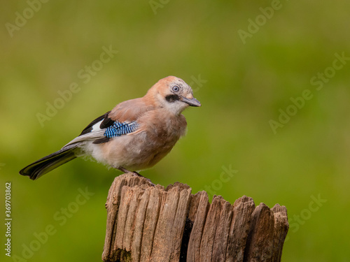 Eurasian Jay (Garrulus glandarius) Scotland, UK