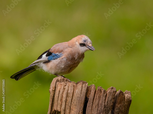 Eurasian Jay (Garrulus glandarius) Scotland, UK