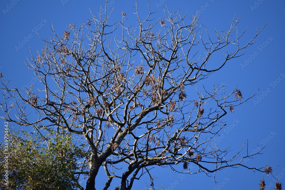 Beautiful old tree and blue sky Beautiful old tree and blue sky