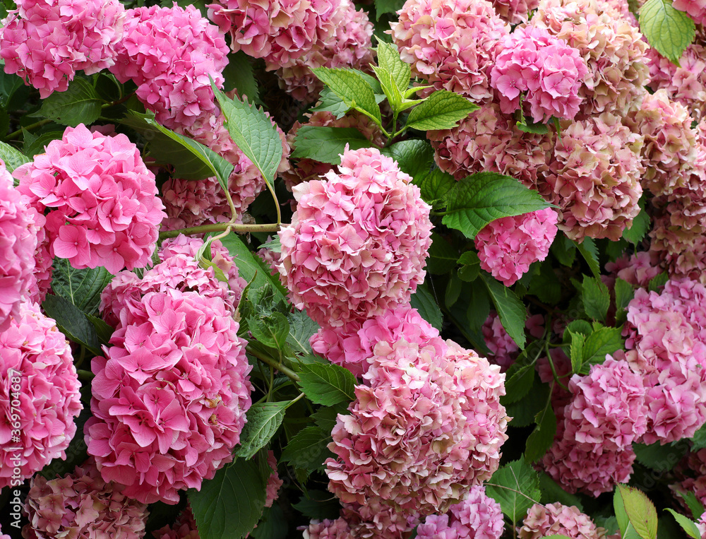 background of many large hydrangea flowers of fuchsia and pink c background of many large hydrangea flowers of fuchsia and pink c