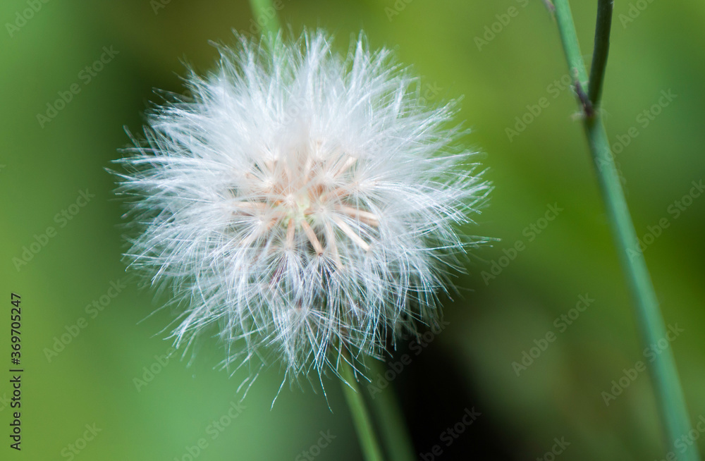 dandelion dandelion
