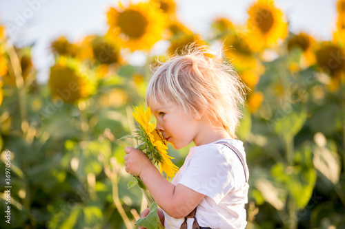 Little toddler boy  child in sunflower field  playing with big flower