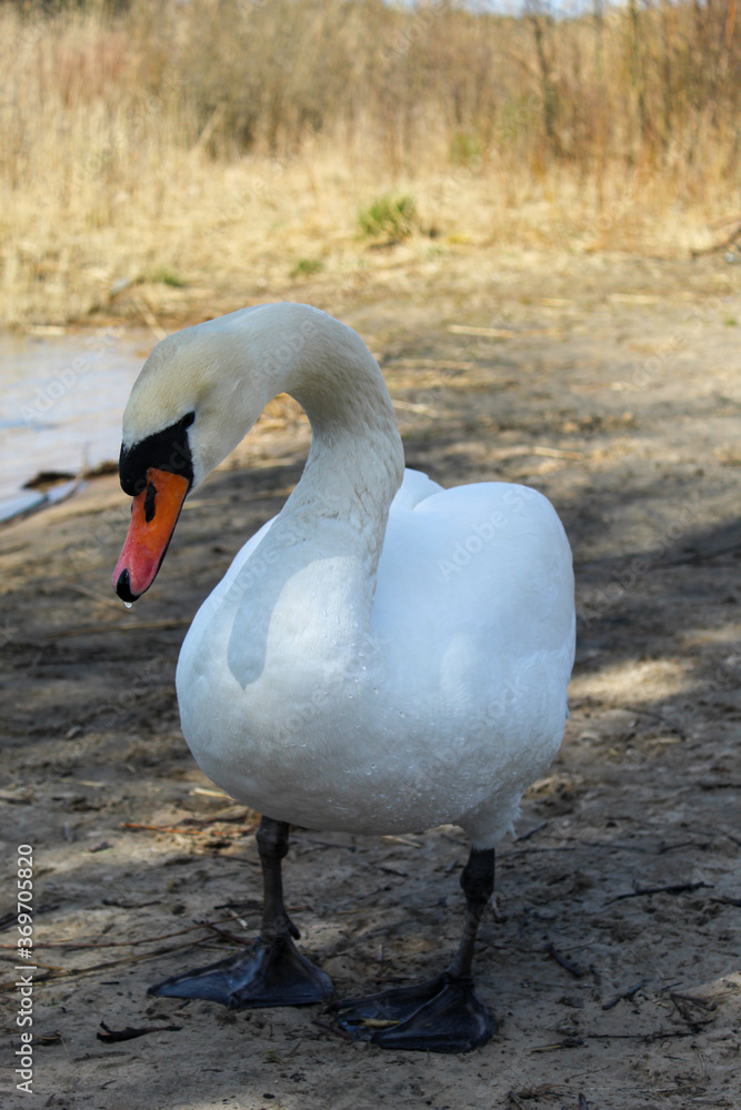 Close-up white swan stands by the lake Close-up white swan stands by the lake