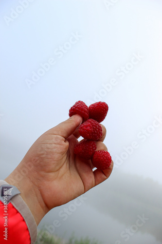 Juicy raspberries on the fingers. Raspberry on hand on a background of foggy landscape