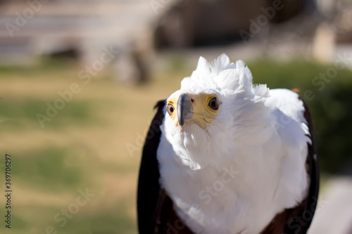 Eagle looking at something to infinity