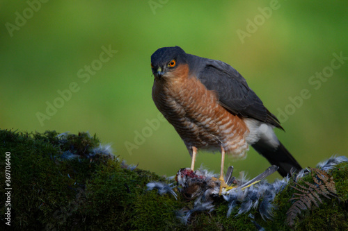 Wallpaper Mural Sparrowhawk (Accipiter nisus), perched sitting on a plucking post with prey. Scotland, UK Torontodigital.ca