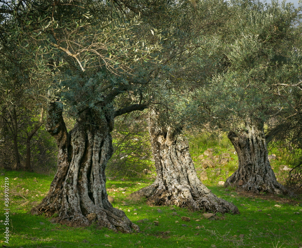 Three old olive trees in a grove, Golan Heights Israel Three old olive trees in a grove, Golan Heights Israel