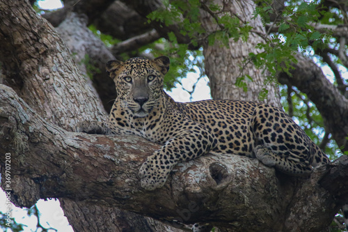 leopard resting on the tree © Bryan
