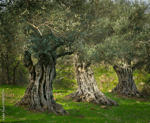 Three old olive trees in a grove  Golan Heights Israel