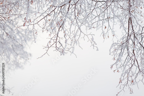 frozen twigs in a winter landscape with copy space © Jacqueline Anders