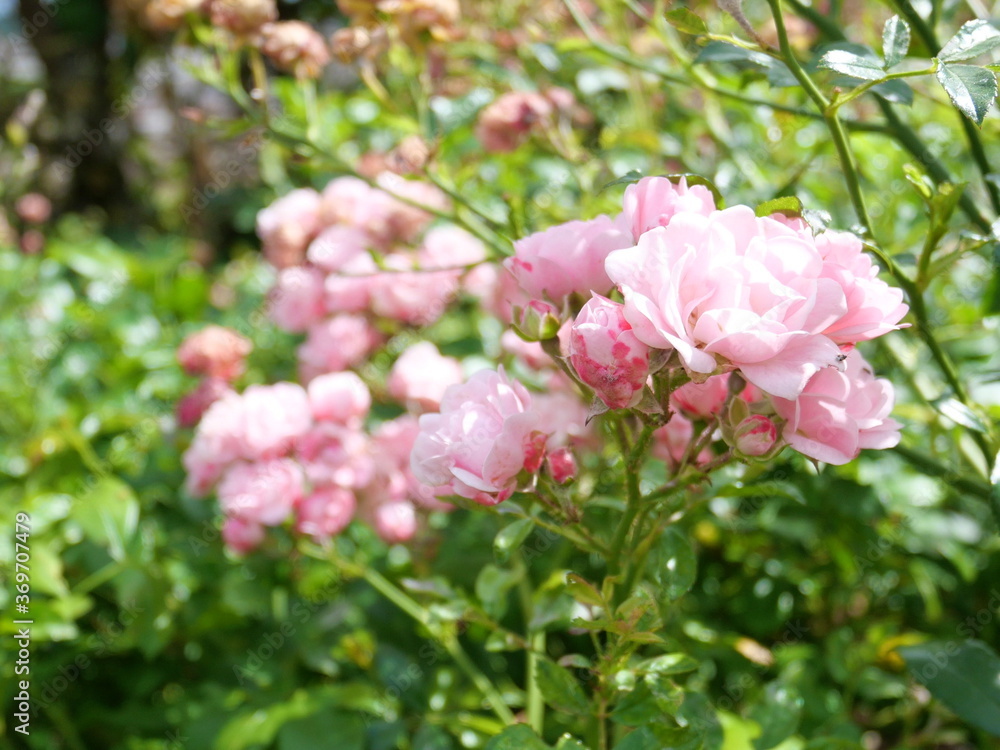 Rosier floribunda