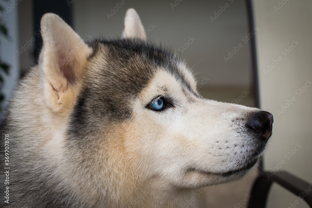 Close up on blue eyes of a dog