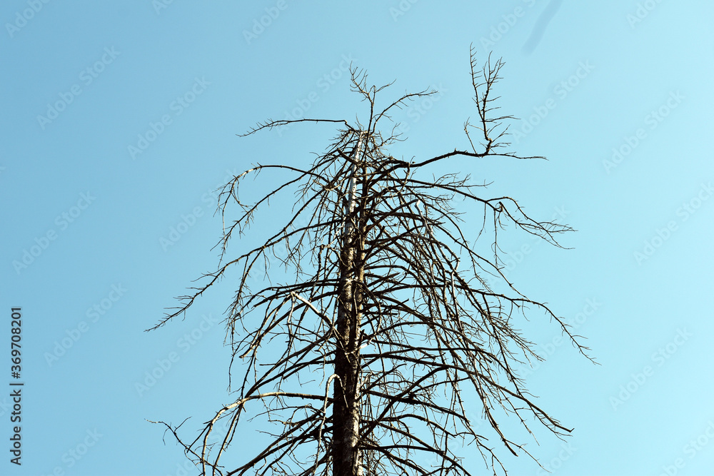 Beautiful picture of old tree and blue sky Beautiful picture of old tree and blue sky