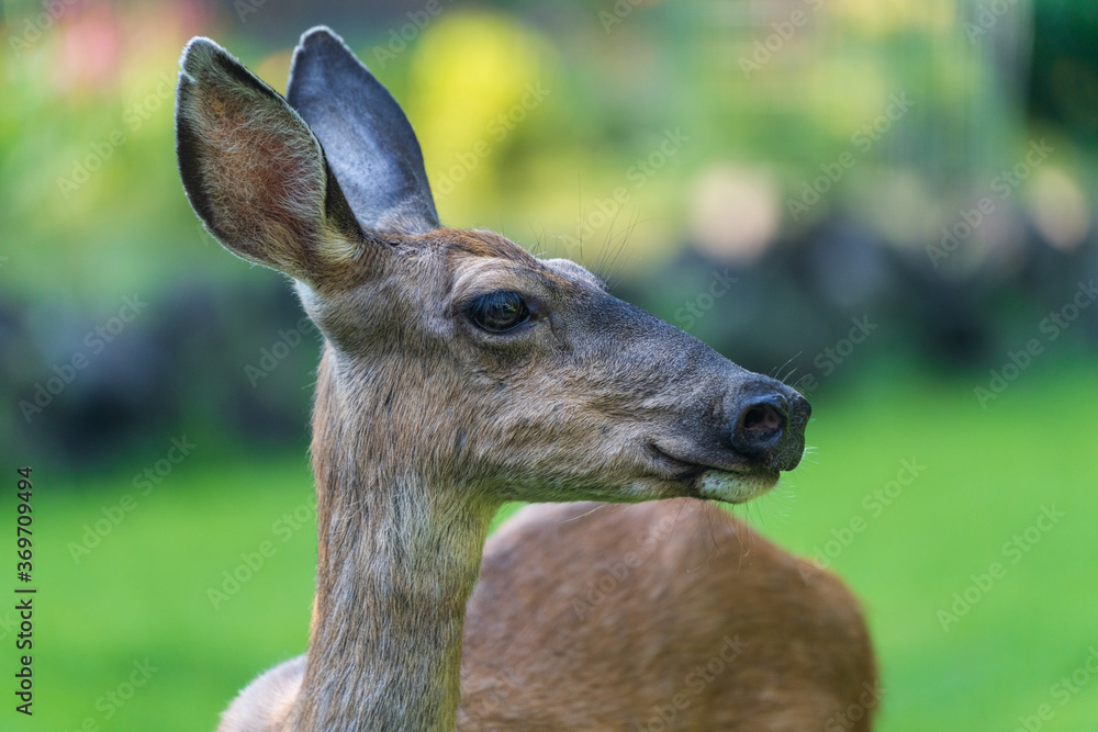 Fototapeta premium Deer Profile Standing in Yard Showing Off