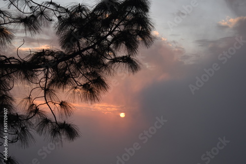 Beautiful picture of sunset and tree branch