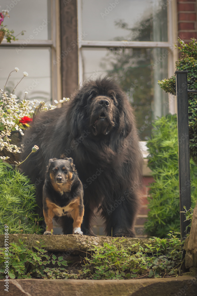 Fototapeta premium Newfoundland and Jack Chi Dogs