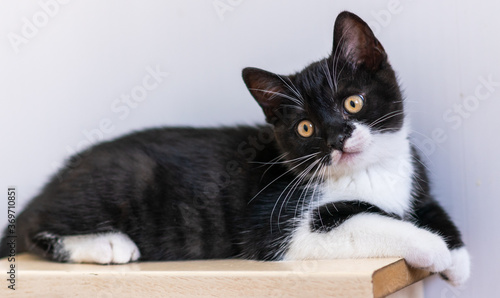 Wallpaper Mural Bicolor british shorthair kitten, cute paws. black and white cat Torontodigital.ca