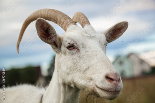 A goat grazes in a field. A small goat grazes in a field.