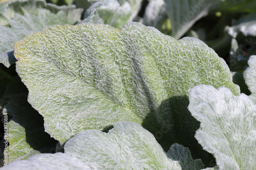 Slika na platnu amazing plant Stachys byzantina grows in the botanical garden