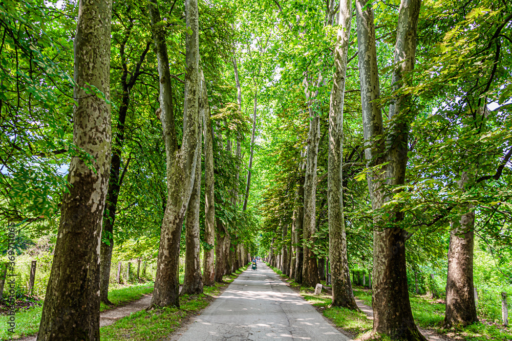 Fototapeta premium Tree alley