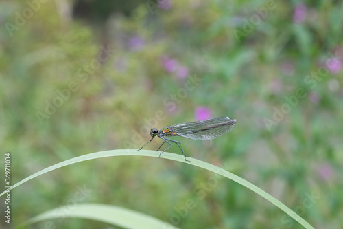 Close up image of a female Banded Demoiselle (Calopteryx splendens) damselfly on vegetation