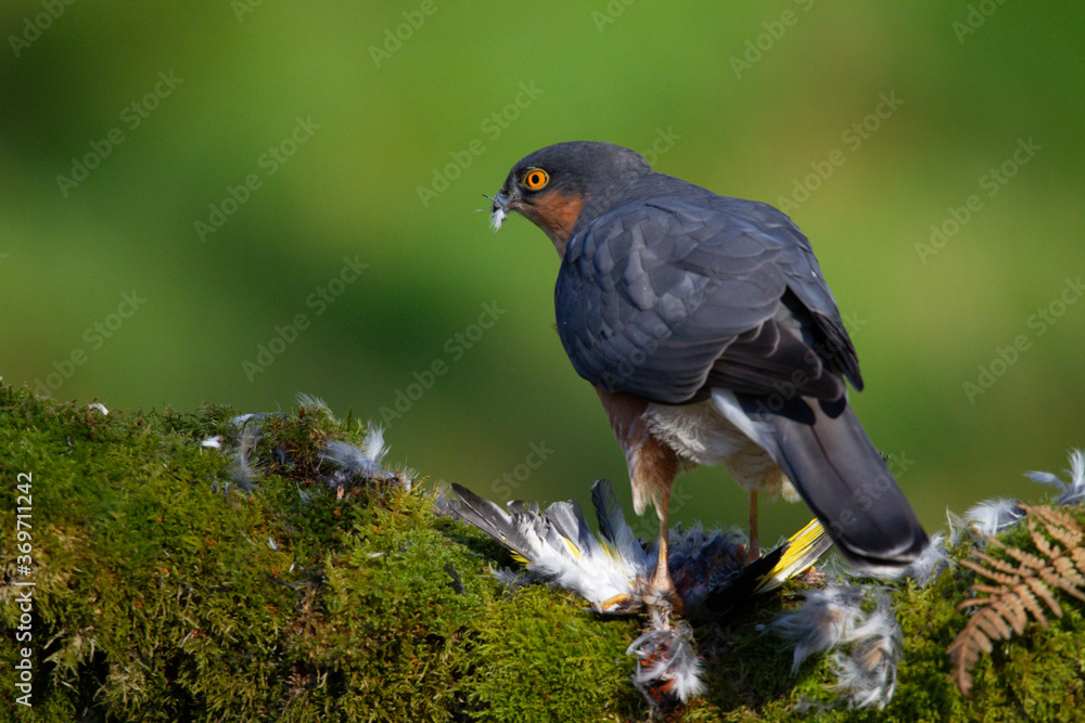Fototapeta premium Sparrowhawk (Accipiter nisus), perched sitting on a plucking post with prey. Scotland, UK