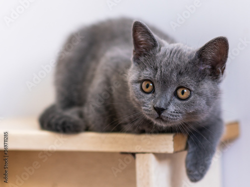 Portrait of cute blue british short hair kitten. Selective  focus.