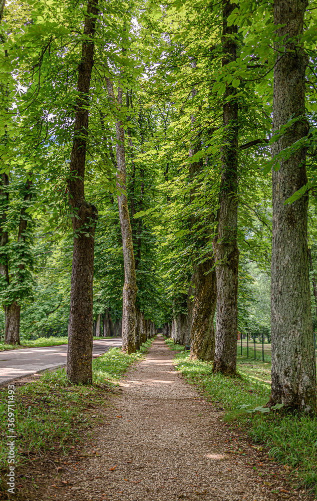 Fototapeta premium Tree alley