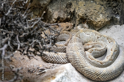 The rare Aruba rattlesnake, Crotalus durissus unicolor, has an inconspicuous coloration easily overlooked