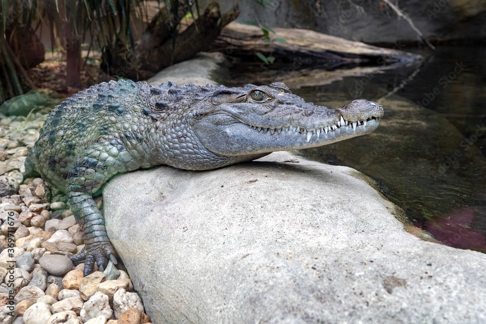 Philippine crocodile, Crocodylus mindorensis, is one of the most endangered species of crocodiles
