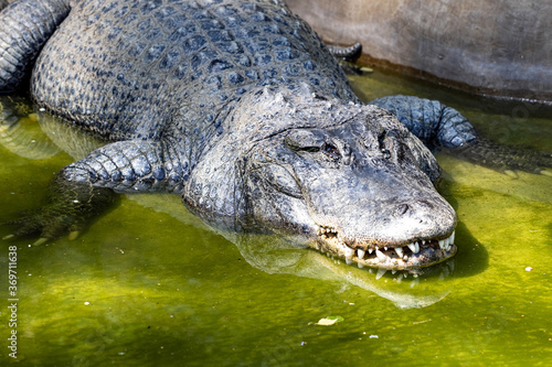 The American alligator, Alligator mississippiensis, is one of the largest American crocodiles