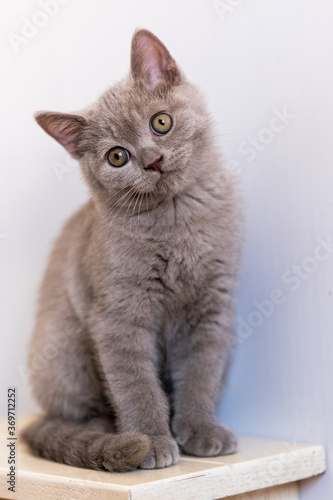 Portrait of cute lilac british short hair kitten with blue eyes. Selective focus.