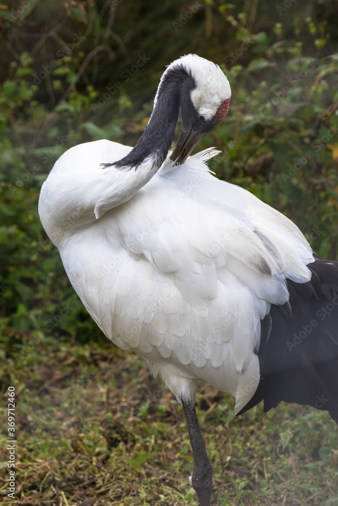 Japanese red crowned crane, also known as the Manchurian crane. Japan