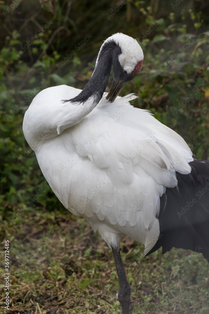 Obraz premium Japanese red crowned crane, also known as the Manchurian crane. Japan