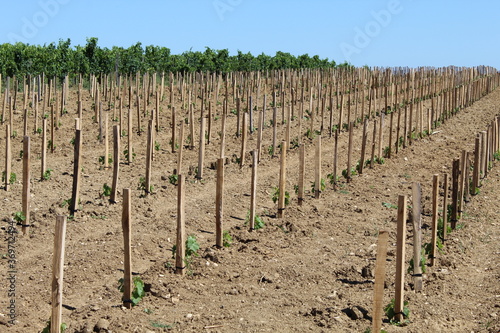 Plants de vignes Saint-Emilion