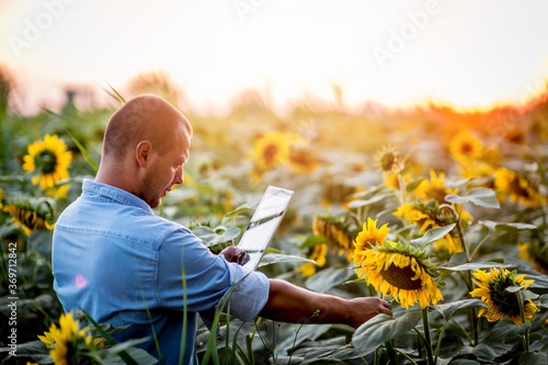 Farmer using digital tablet in sunflower field