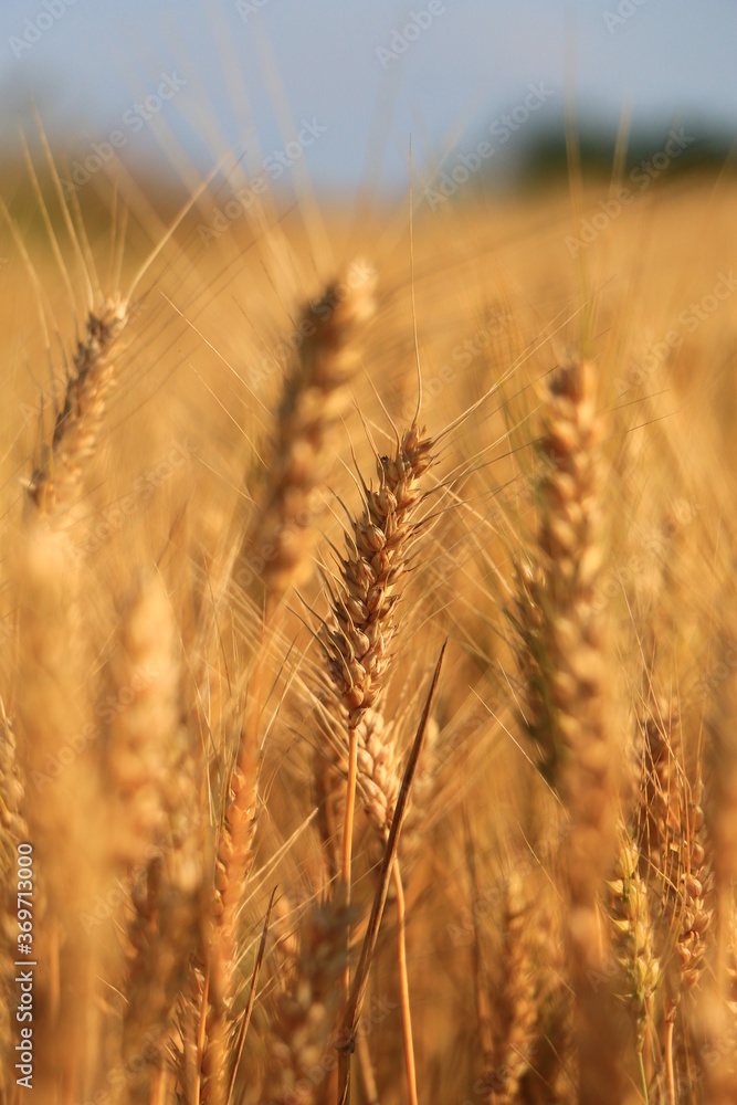 Obraz premium Wheat field against a blue sky