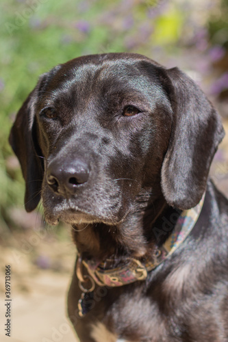 Labrador Cross in the Garden