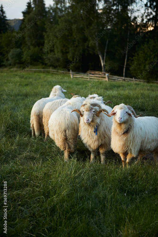 Flock of Staring Sheep. Sheep grazing in a beautiful landscape. Summer sunset warm light.