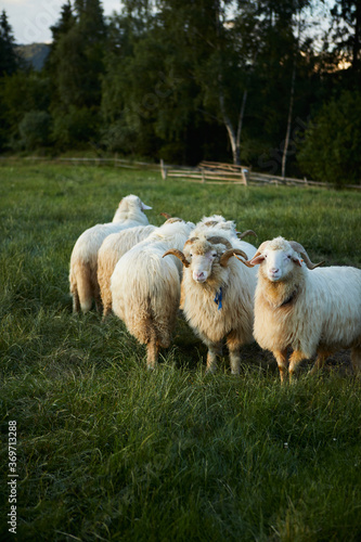 Flock of Staring Sheep. Sheep grazing in a beautiful landscape. Summer sunset warm light.