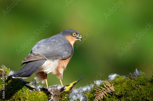 Sparrowhawk (Accipiter nisus), perched sitting on a plucking post with prey. Scotland, UK © Daniel